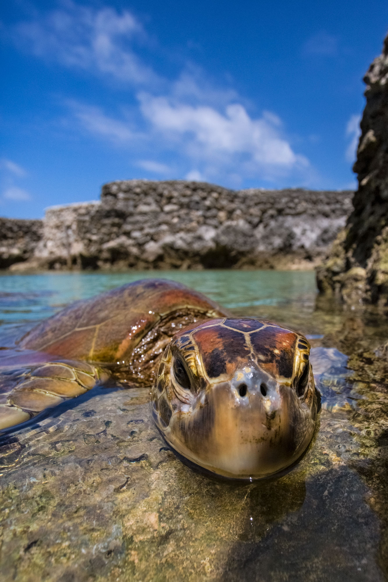 vanuatu-efate-island-sea-turtle-animal-portrait-photography-rescue.jpg