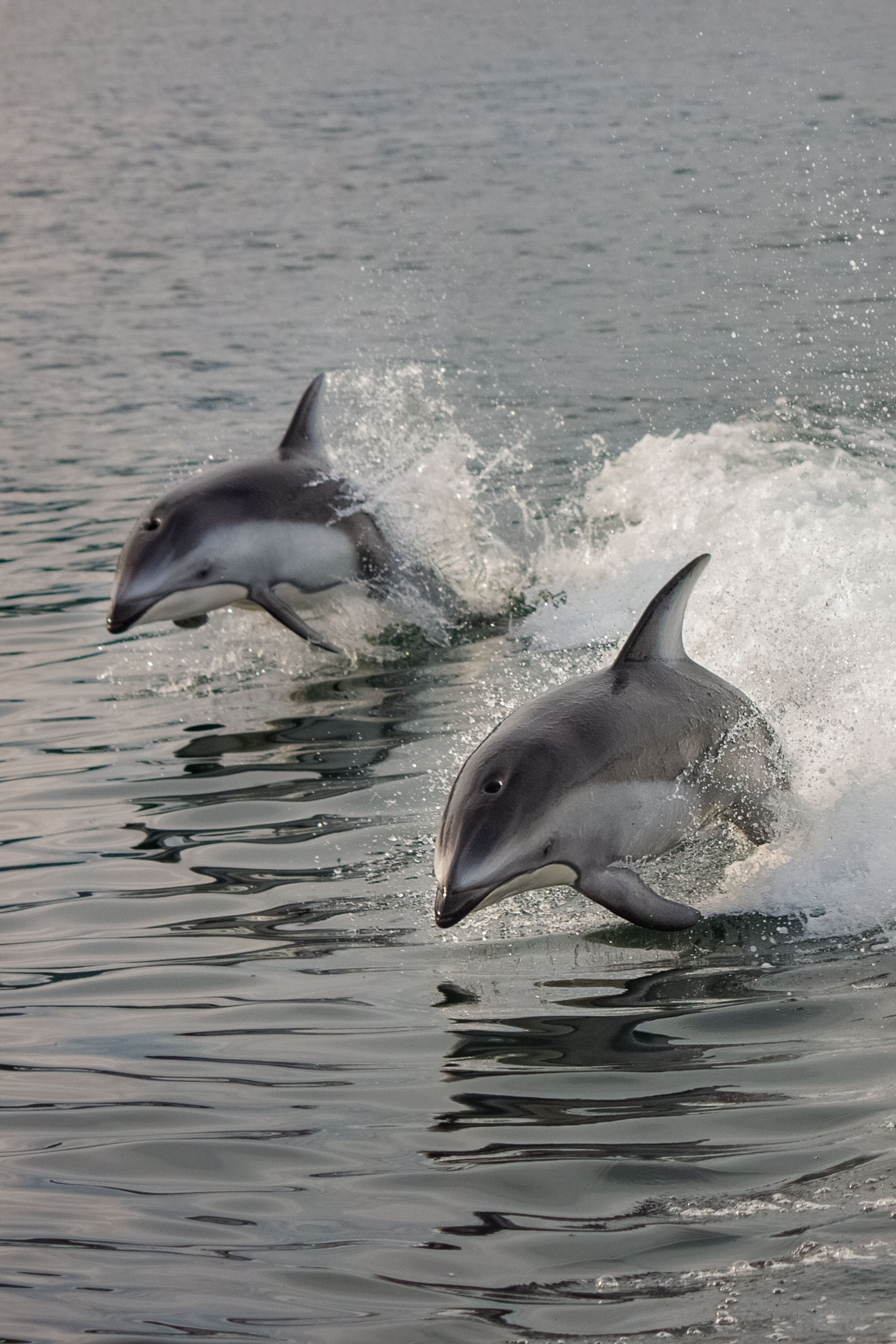 canada-british-columbia-dolphins-wildlife-jumping-ocean-edb-photography-lab.jpg