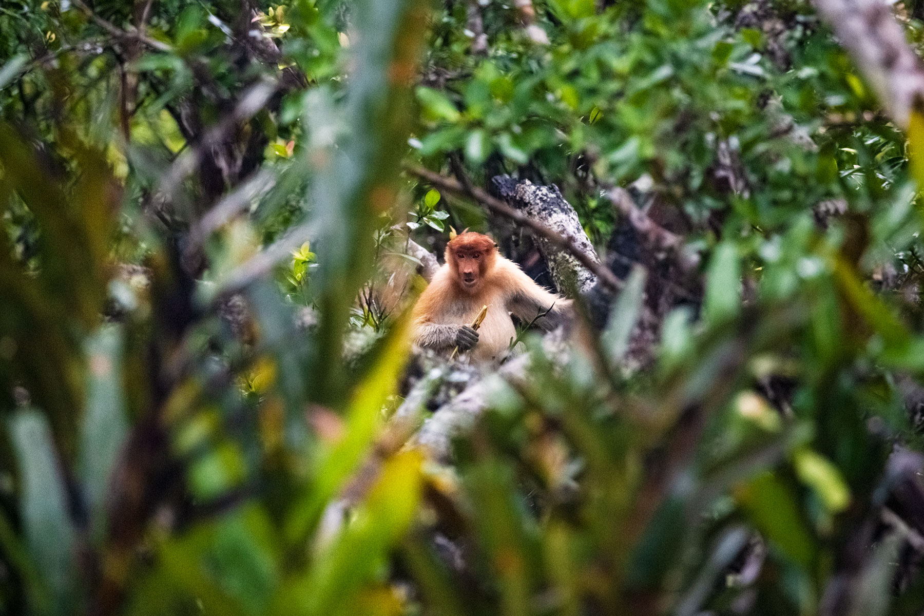 borneo-sabah-proboscis-monkey-forest-wildllife-river-sunset-trees-animal-portrait.jpg