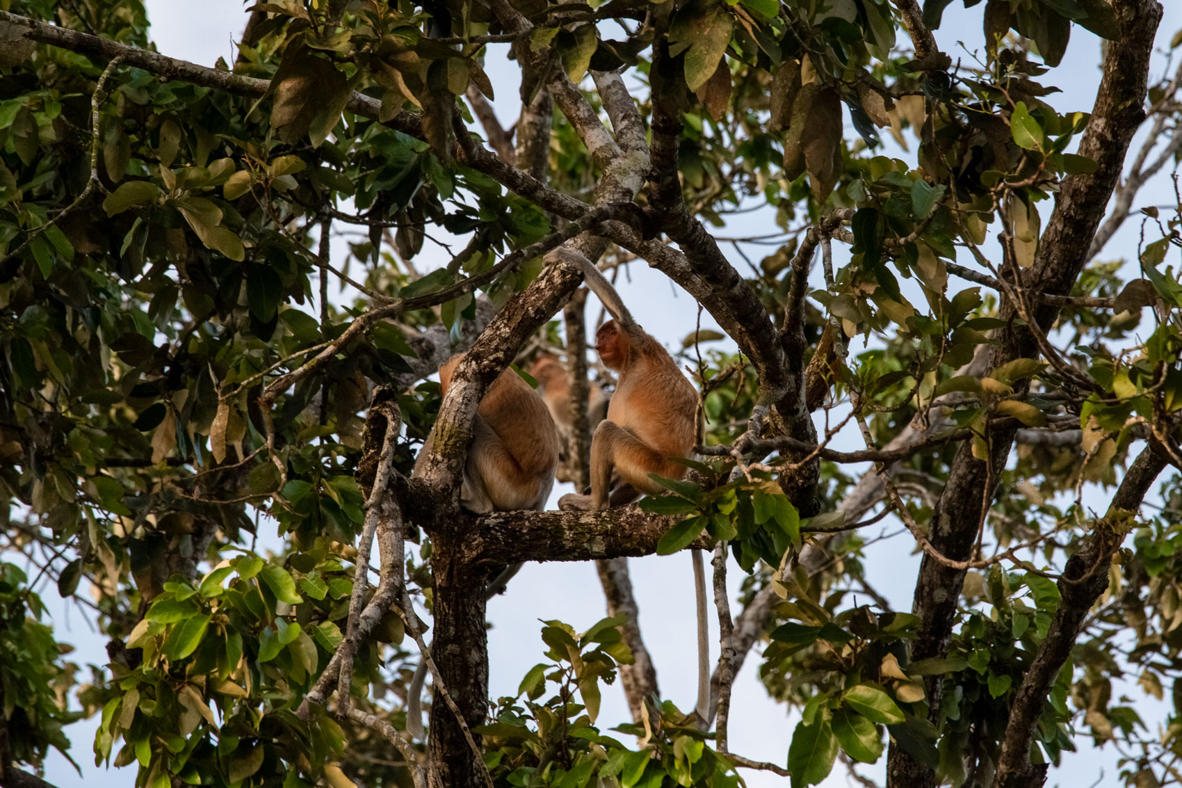 brunei-proboscis-monkey-forest-wildllife-river-sunset-trees-animal-portrait.jpg