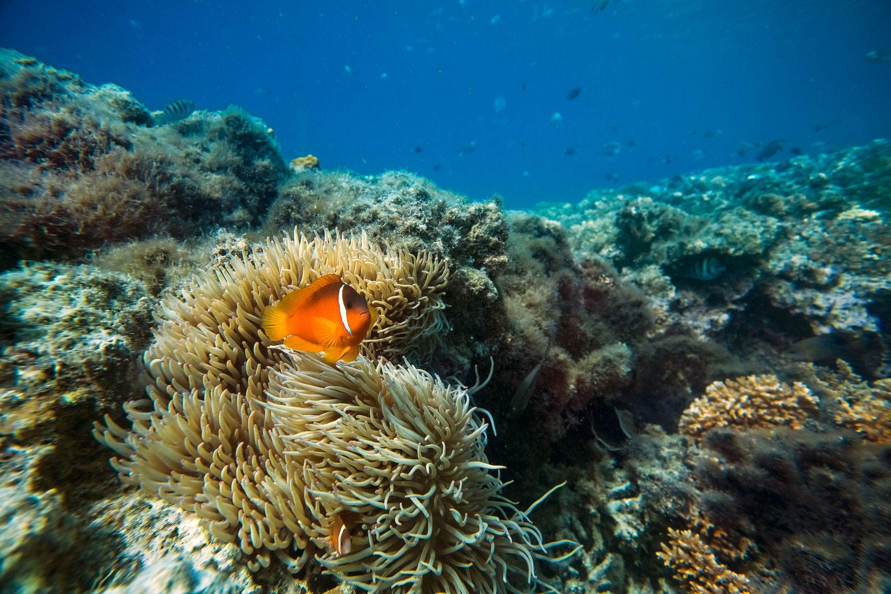 yasawas-islands-fiji-clown-fish-south-pacific-underwater-wildlife-coral-reef-nemo.jpg
