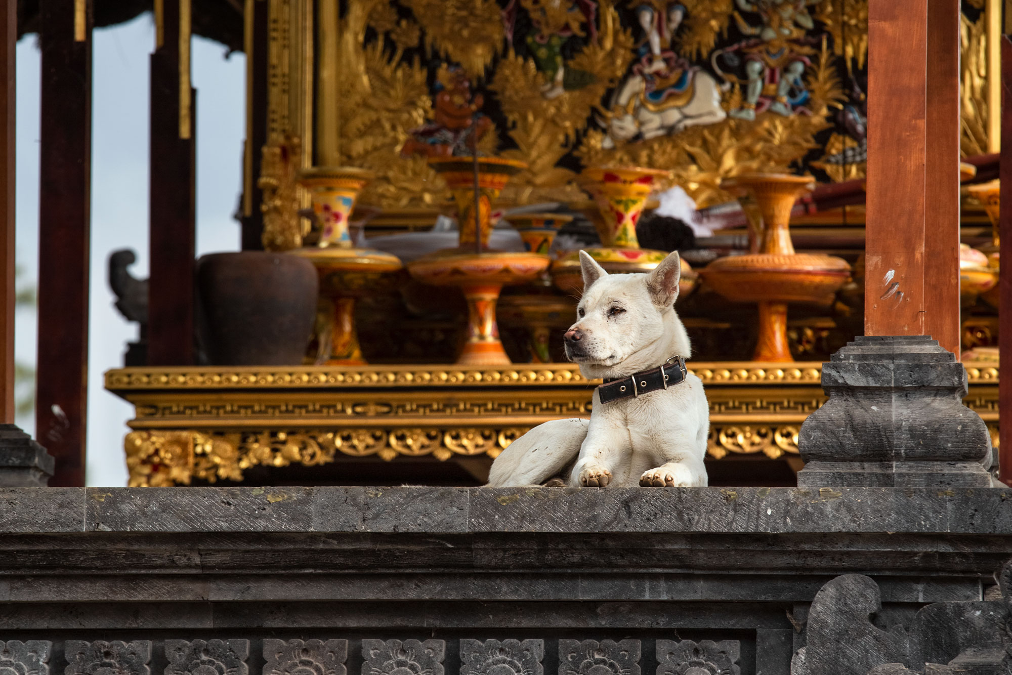 bali-mother-temple-indonesia-architectural-dog-pet.jpg