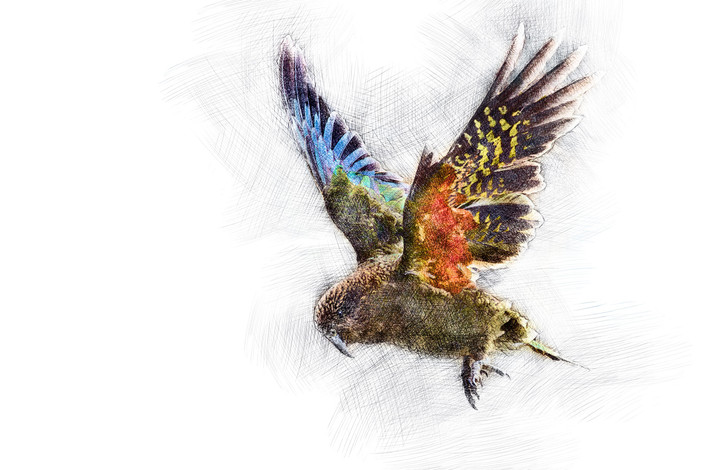 kea-digital-art-edb-nz.jpg