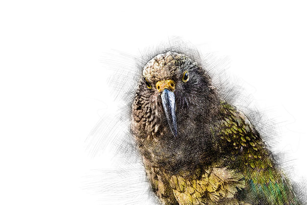 Animal Digital Drawings | EDB Photography LAB