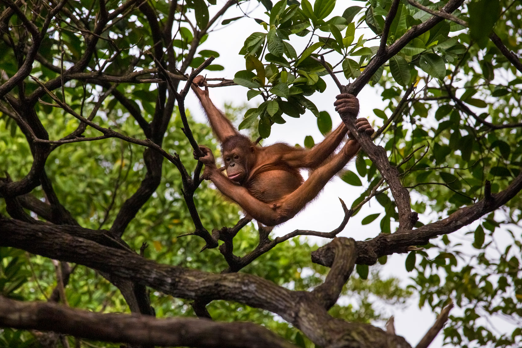 borneo-sabah-orangutan-forest-wildllife-portrait-wildlife-primates-environment-biology.jpg