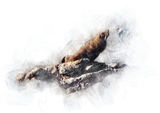 seal-kaikoura-digital-drawing-edb-.jpg