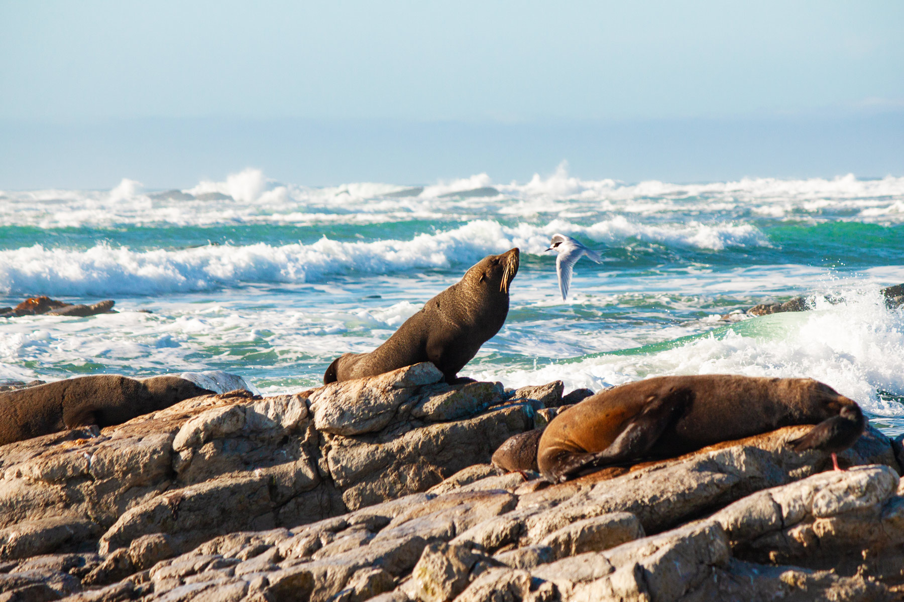 kaikoura-nz-furryseal-seagull-wildlife-prints-available
