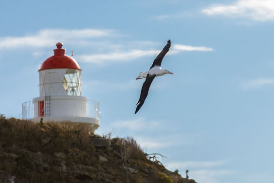 royal-albatross-dunedin-ocean-wildlife-new-zealand