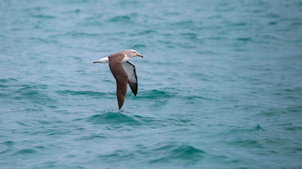 albatross-kaikoura-new-zealand-southern-ocean-wildlife-photography
