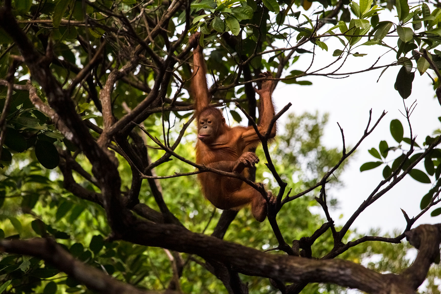 borneo-sabah-orangutan-forest-wildllife-animal-portrait-jump-treetop.jpg