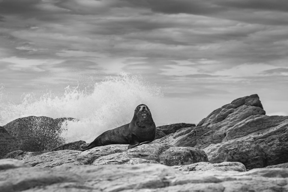 wildlife photography of a seal in kaikoura new zealand from edb photography lab