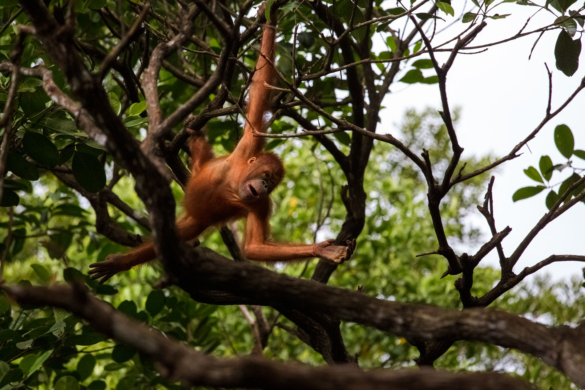 borneo-sabah-orangutan-forest-wildllife-portrait-wildlife-primates-tree-top-.jpg