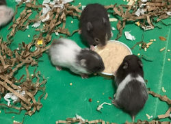 5B046D69-8EE1-4066-992A-3B08C03563DA_edi