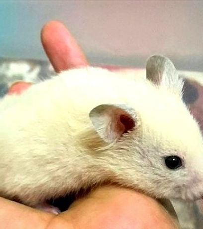 Hamster_edited_edited.jpg