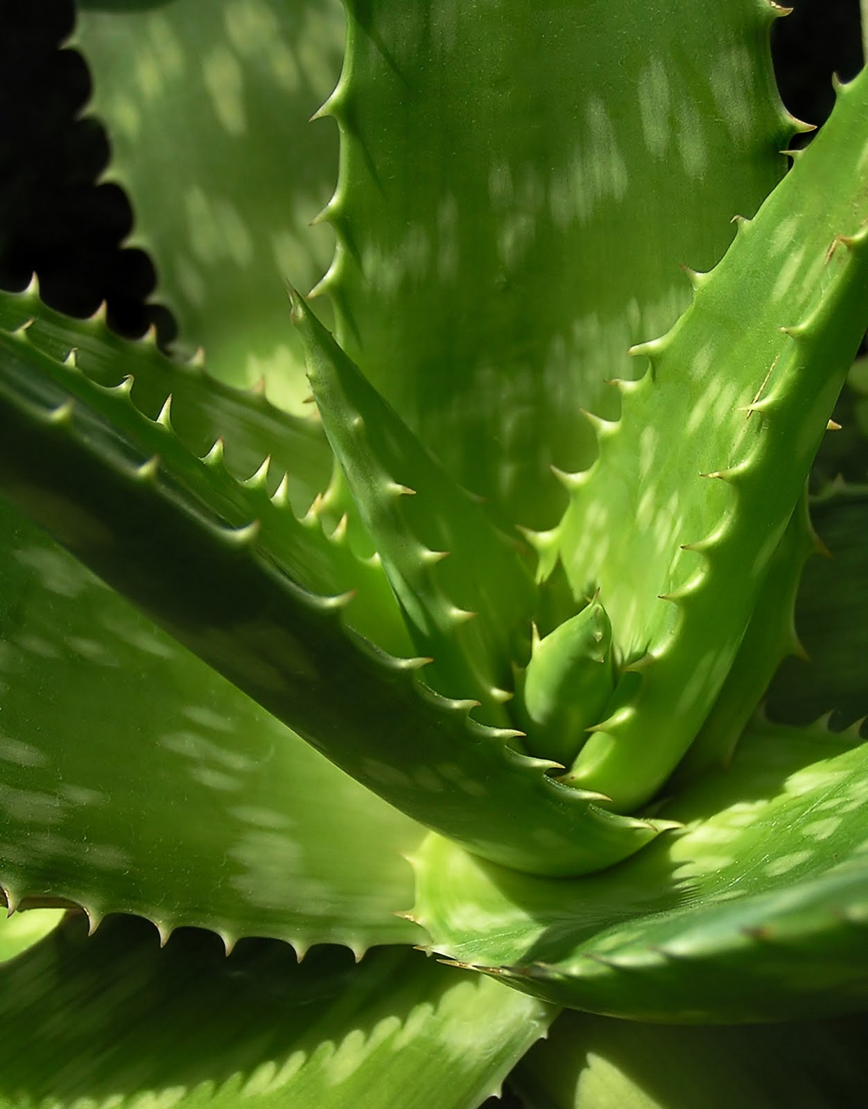 Aloe Vera Juice Equine