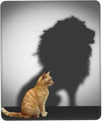 The literature describes my shadow, but in reality, I'm the orange cat.