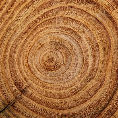 Tronc d'arbre
