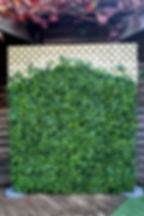 English Ivy Wall