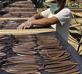 The size of Flores vanilla unusually large and carefully rotated in drying.