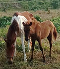 Mare and Foal