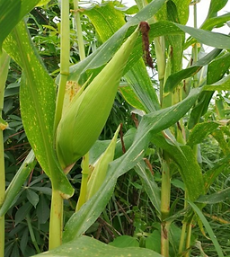 Mixed Gardens 23.png