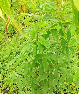 Mixed Gardens 8.png