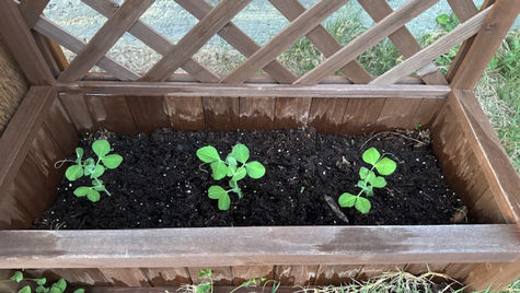 The Joy of Seedlings