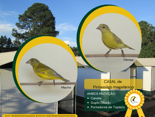 Casal de Pintassilgo magelânico - MUTAÇÃO!