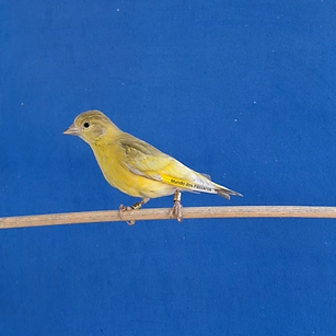 Mundo dos Pássaros (13).png