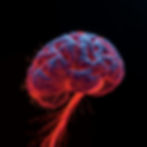 Neural pathway visualization