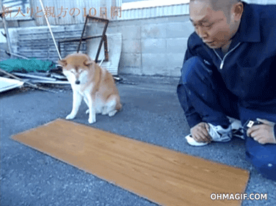 A dog and a man outdoors; the man encourages the dog to walk over a wooden plank on the ground. Image text: "OHMAGIF.COM."