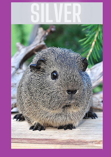 Silver (2).jpeg