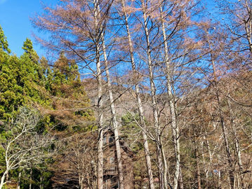 強い風は容赦ありません。