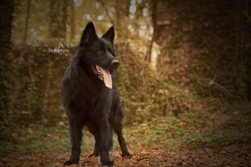 Portrait animalier en exterieur - Liina Photographie