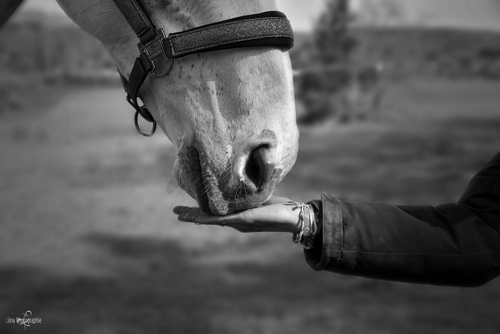 Equin - Liina Photographie