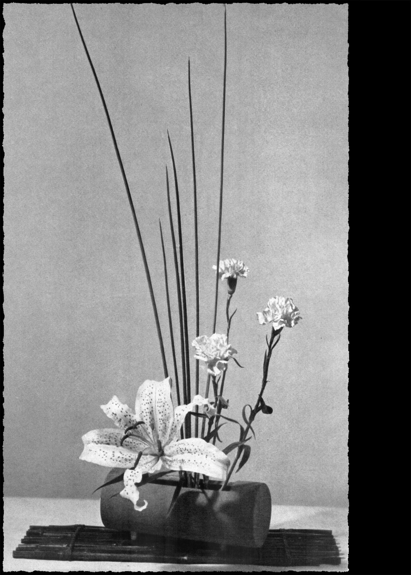 טייגר לילי על מצע במבוק