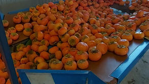 Packing persimmons 2023!