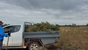Chipping our favourite weeds! Bathurst burs!