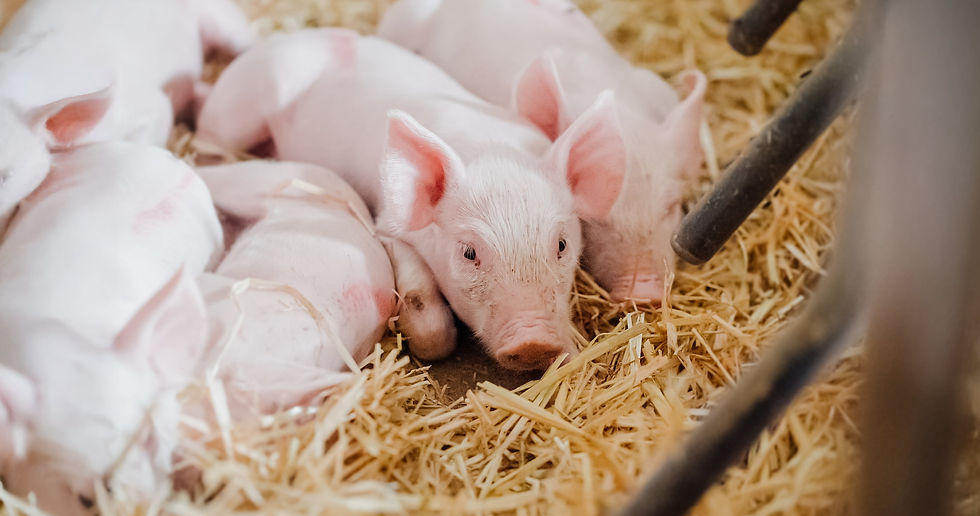 Several pink piglets resting on straw