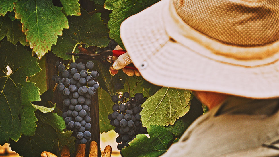 Person in a hat cutting dark grapes