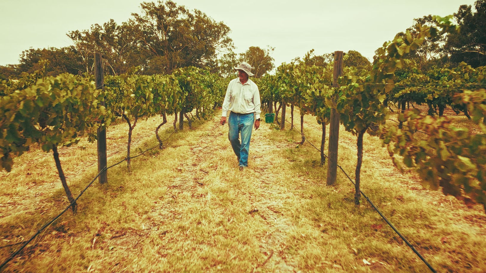 Man walking in a vineyard