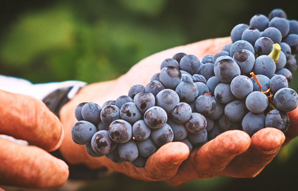 Hands holding ripe dark grapes