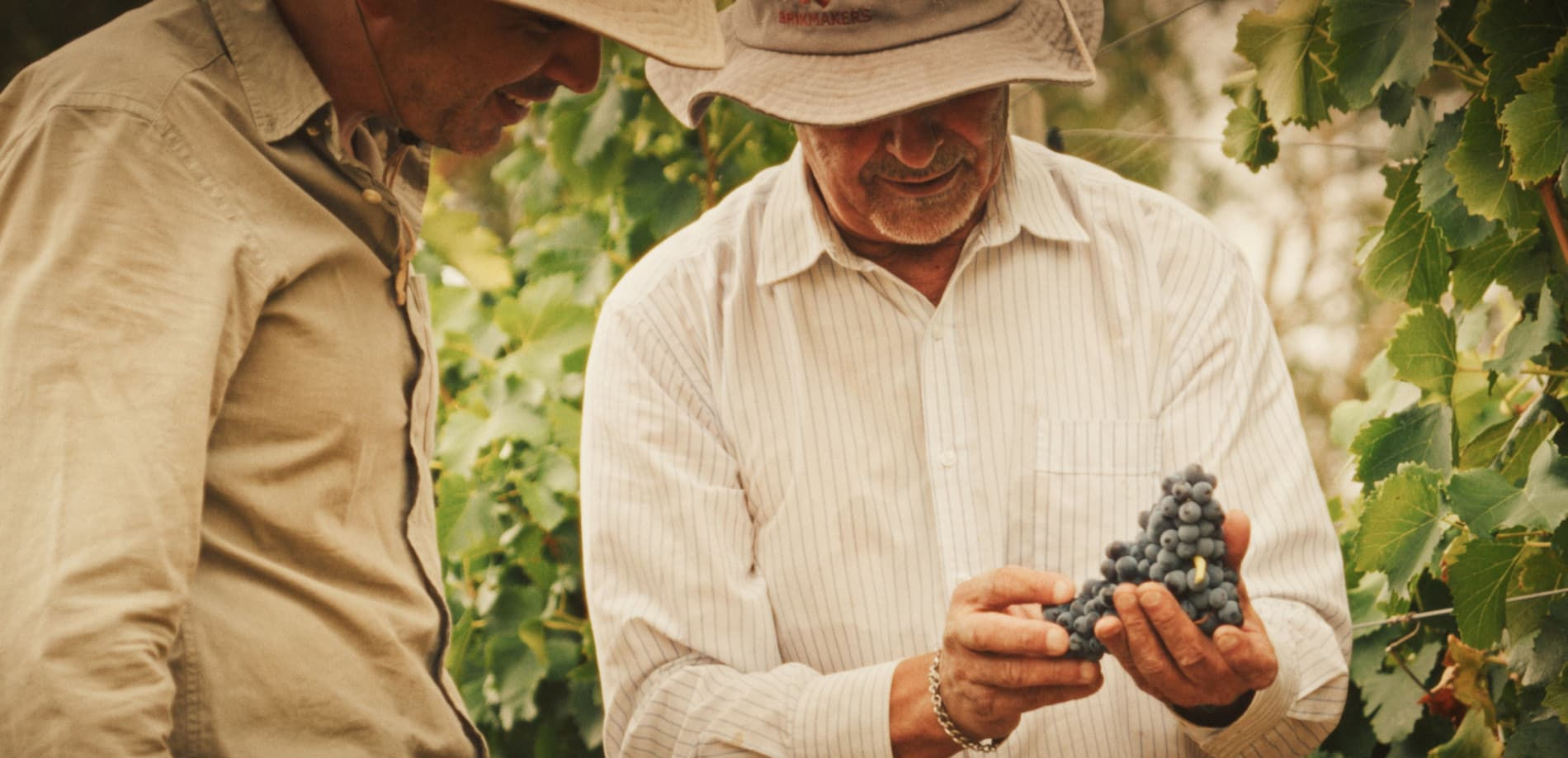 Two men inspecting grapes in a vineyard