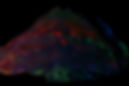 IF Mouse Full Placenta Tpbpa Casp8_edited.jpg