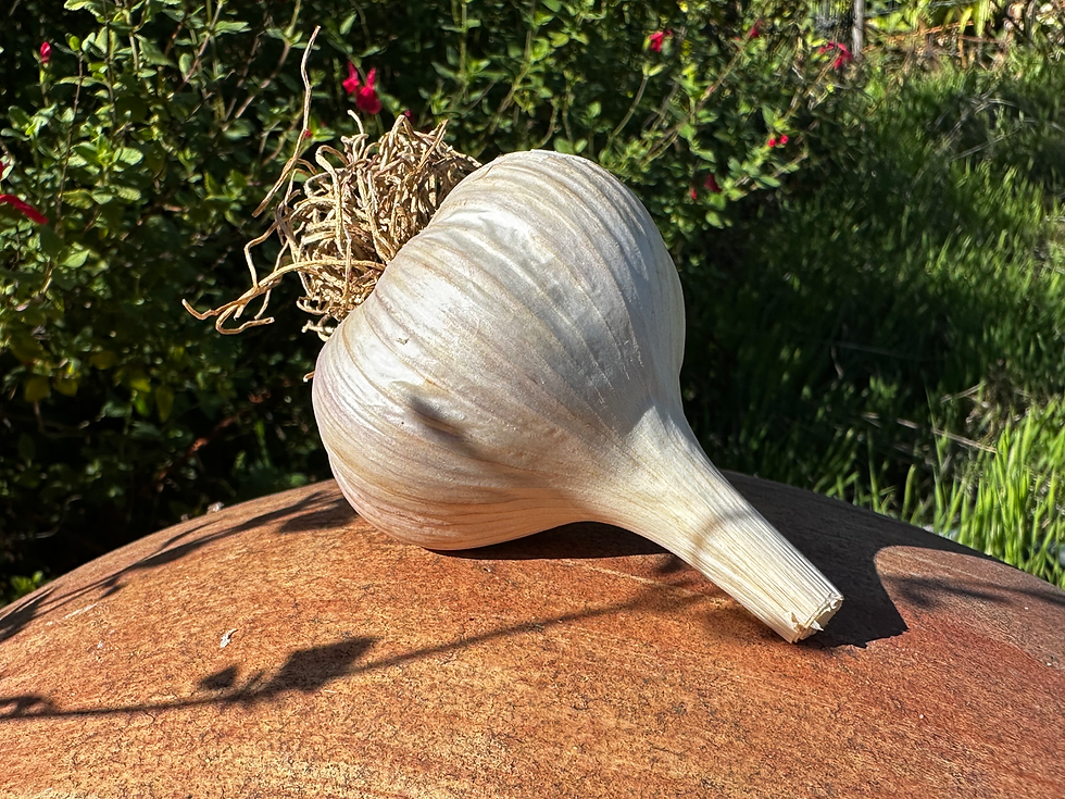 Vietnamese Red (Hardneck)