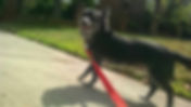 dog walking