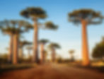 BigTree3.jpg