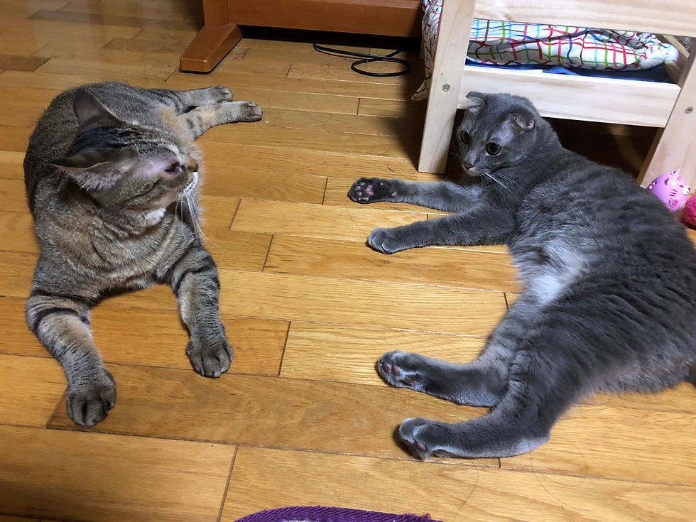主な社員は、ねこ社員たち