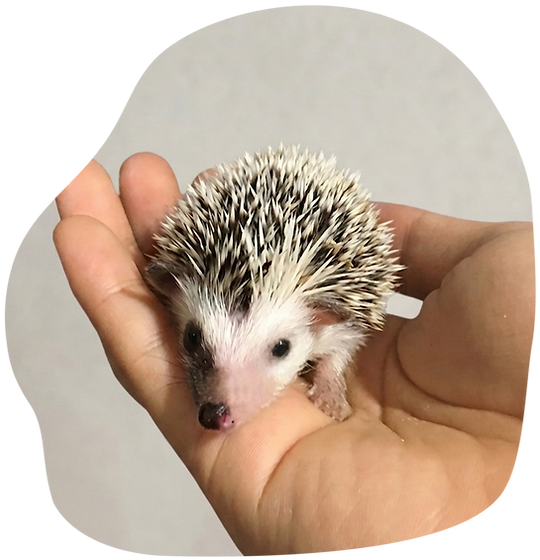Sven_edited.png