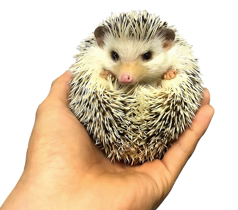 Echidna transparent_edited.png